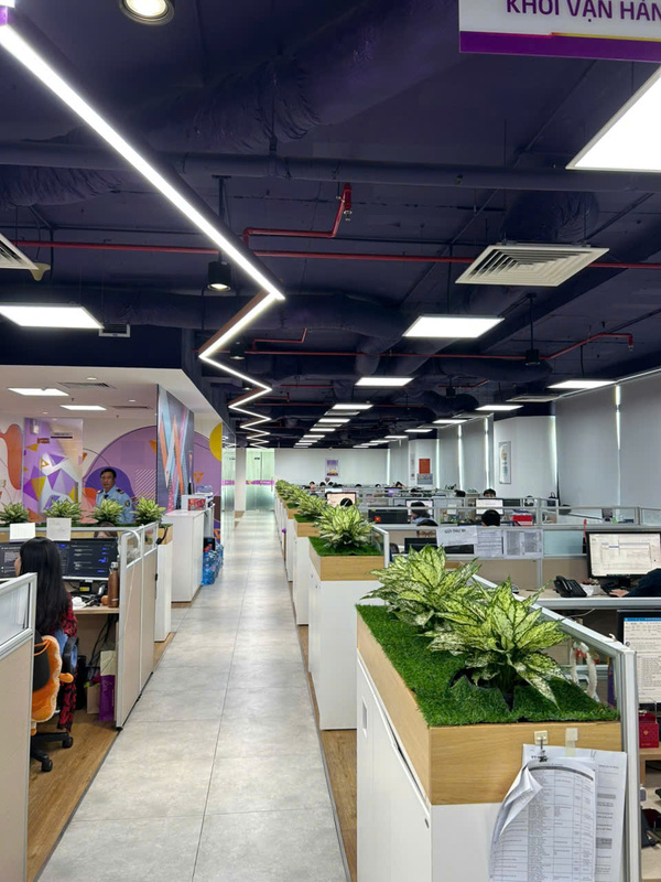Cây ngọc ngân để bàn