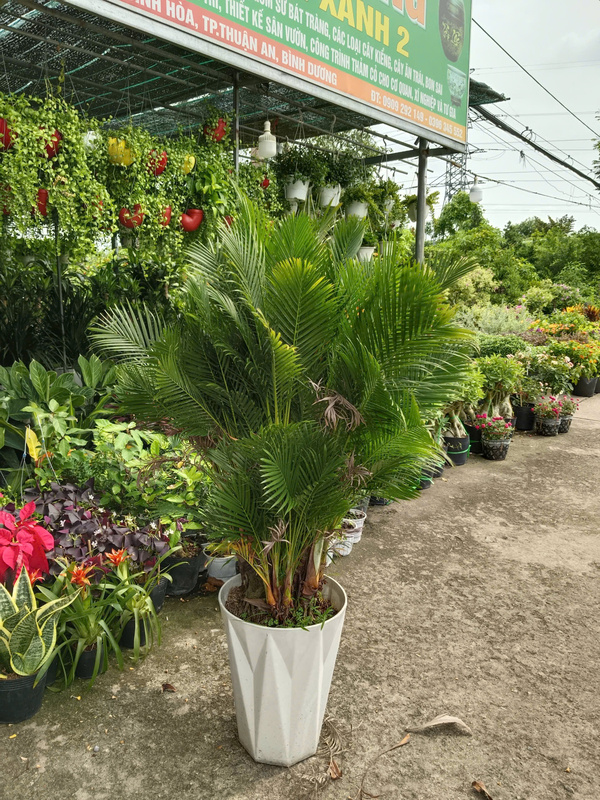 Chậu cây cau Nhật