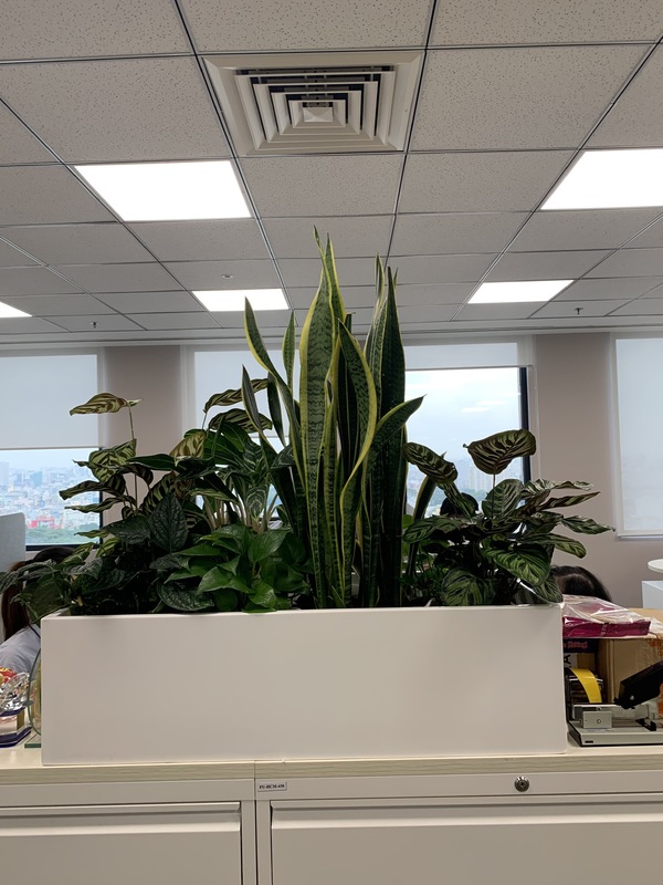 Chậu cây lưỡi hổ
