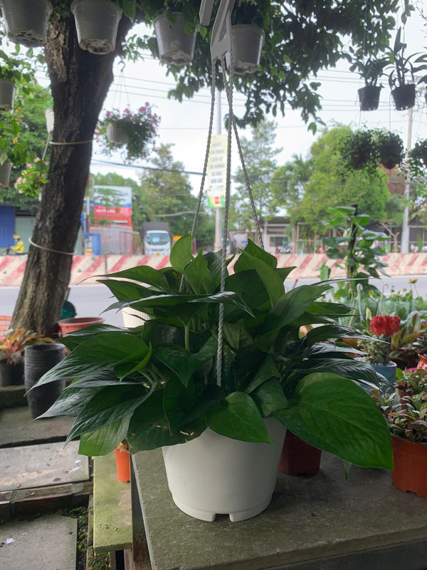 Chậu cây trầu bà treo dàn