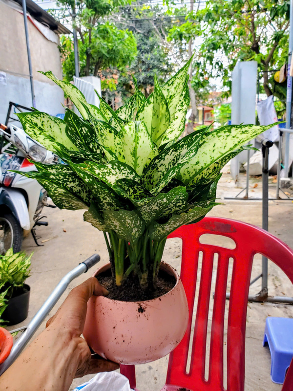 Cho thuê cây để bàn