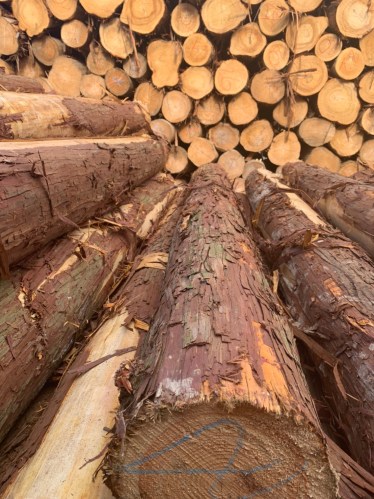 Gỗ tròn Hinoki