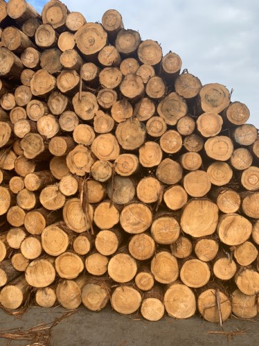 Gỗ tròn Hinoki