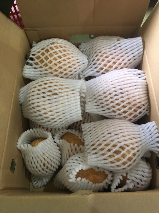 Củ đậu tươi