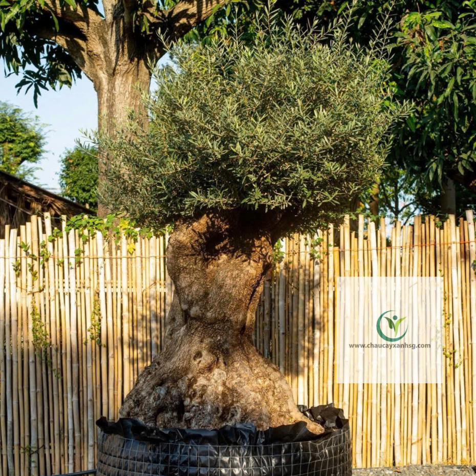 Cây Olive