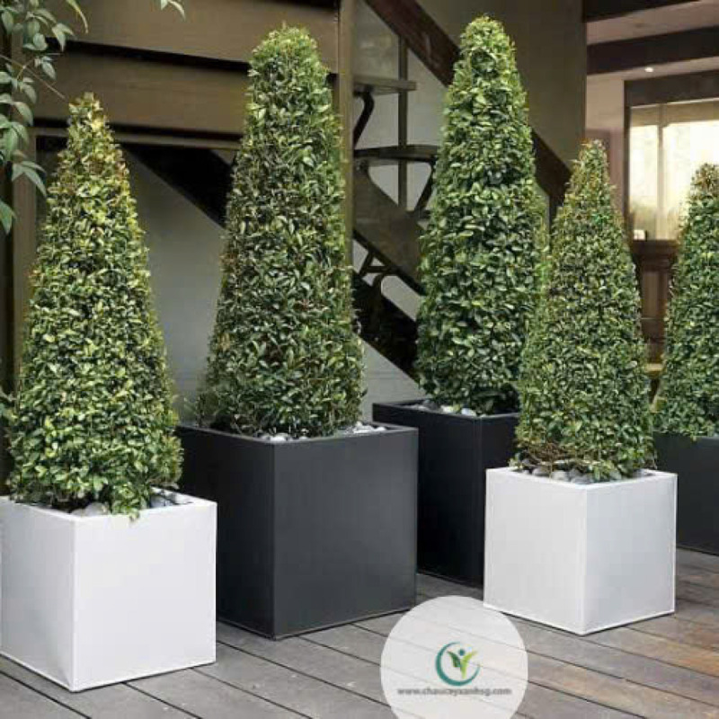 Chậu Composite hình vuông