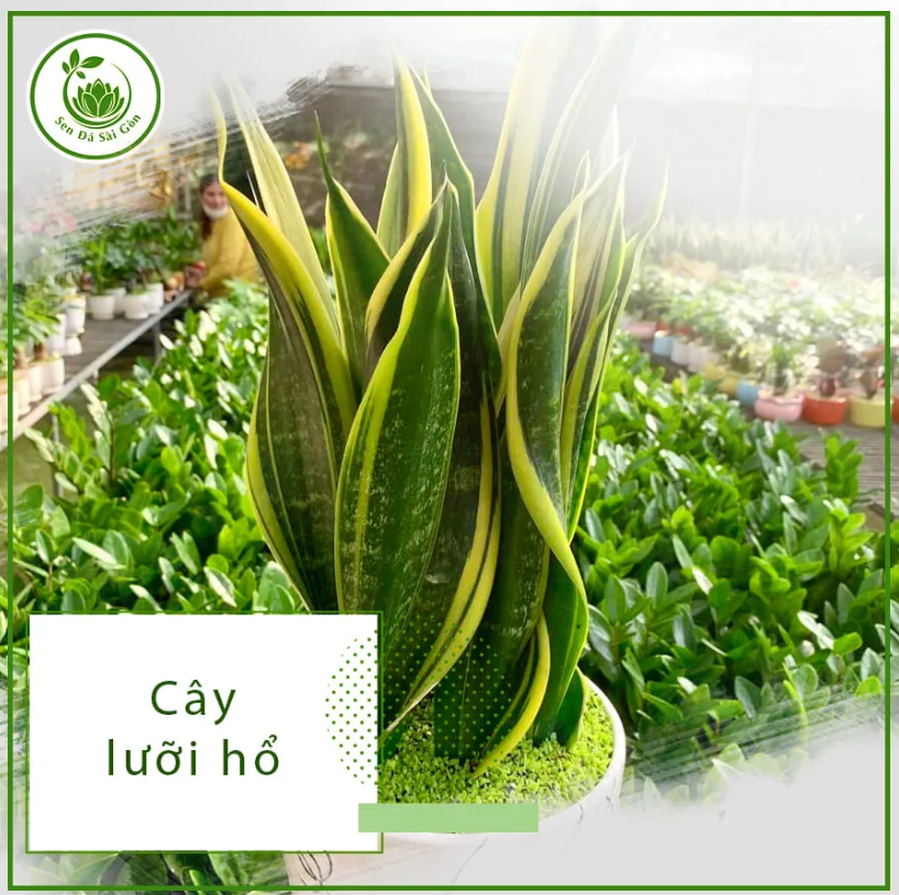Cây lưỡi hổ