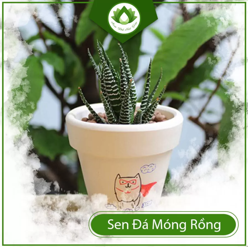 Sen đá móng rồng