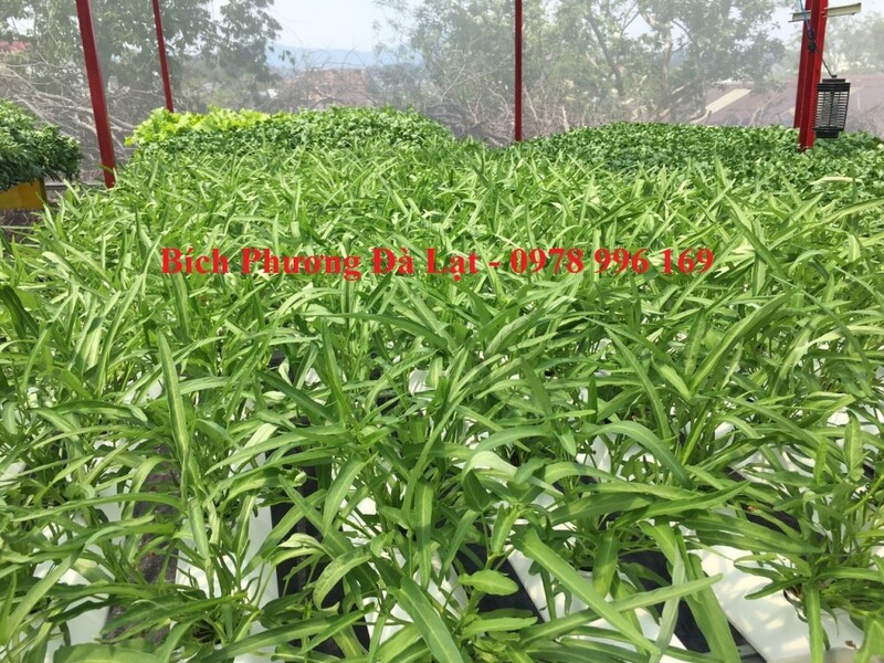 Rau muốn thủy canh