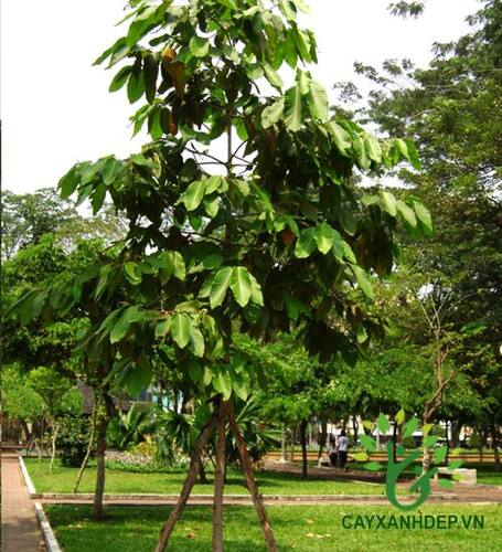 Cây Dầu Rai
