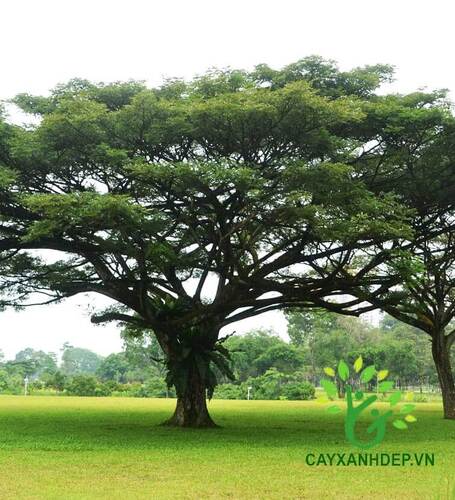 Cây Mè Tây