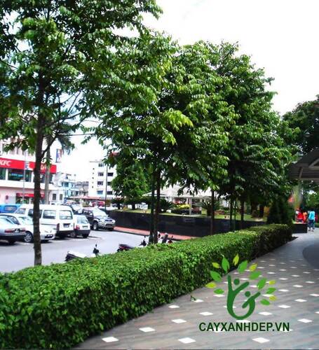 Cây Sao Dên