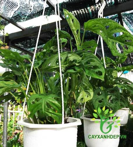Cây Trầu Bà Lớn