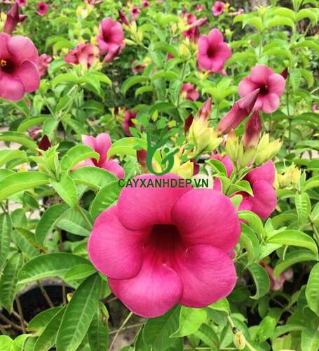 Cây Huỳnh Anh Tím