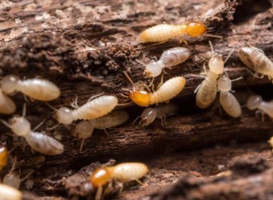 Dịch vụ kiểm soát mối và diệt mối
