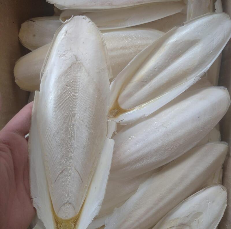 Nang mực