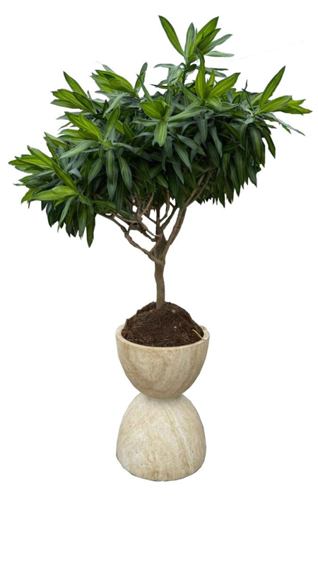 Chậu cây decor