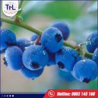 Hương việt quất