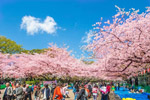 Đà Nẵng-Shizuoka-Phú Sỹ-Tokyo-Chiba-Yakohama-Đà Nẵng