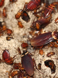 Dịch vụ diệt gián