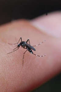 Dịch vụ diệt muỗi