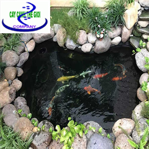 Hồ cá Koi