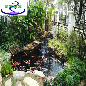 Hồ cá Koi đẹp