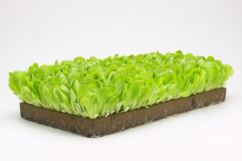 Đá tròng vườn