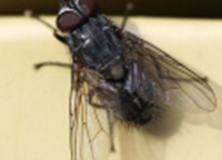 Dịch vụ diệt ruồi muỗi kiến gián