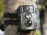 Camera bẫy thú rừng