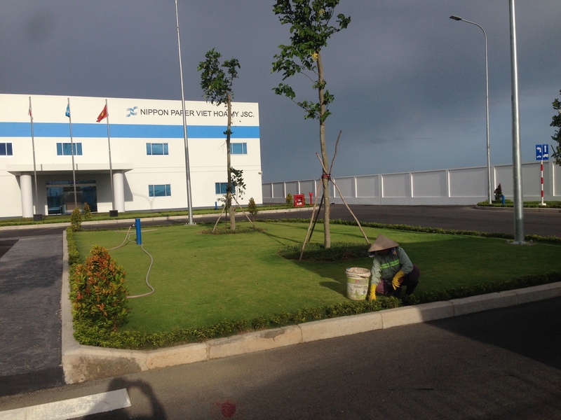 Chăm sóc bảo dưỡng cây xanh