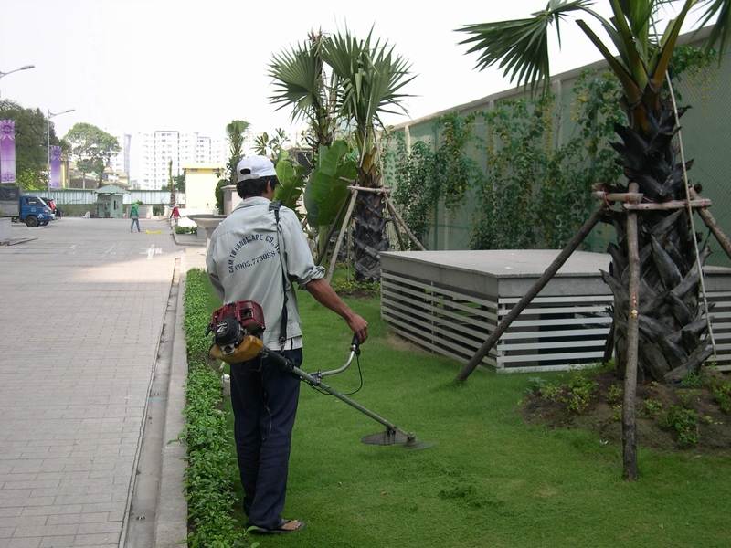 Chăm sóc bảo dưỡng cây xanh