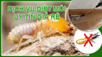 Dịch vụ diệt mối tận gốc