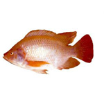 Cá diêu hồng
