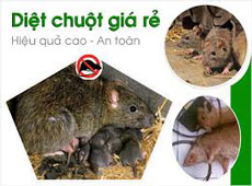 Phòng và diệt chuột