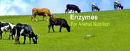 Enzymes Thức ăn Chăn nuôi