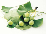 Bạch quả lá