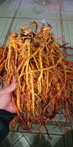 Sâm đại quang