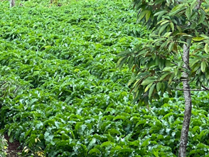 Sâm đại quang