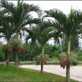 Cau bụng trắng