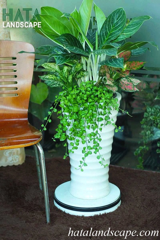 Cây bạch mã hoàng tử