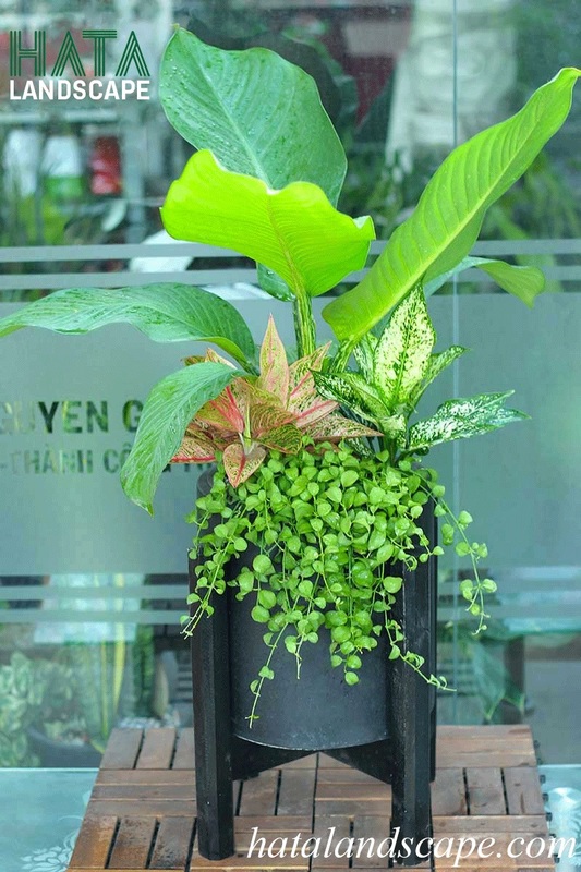 Cây đại phú gia