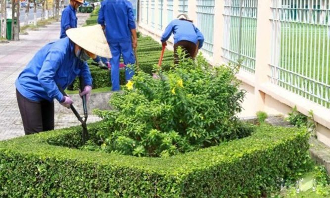 Dịch vụ chăm sóc và bảo dưỡng cây xanh