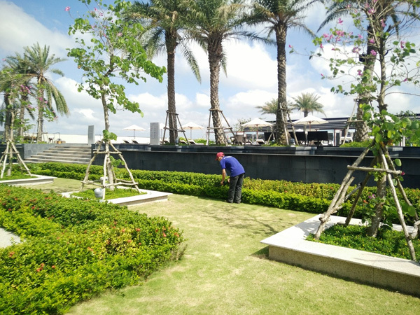 Dịch vụ chăm sóc và bảo dưỡng cây xanh