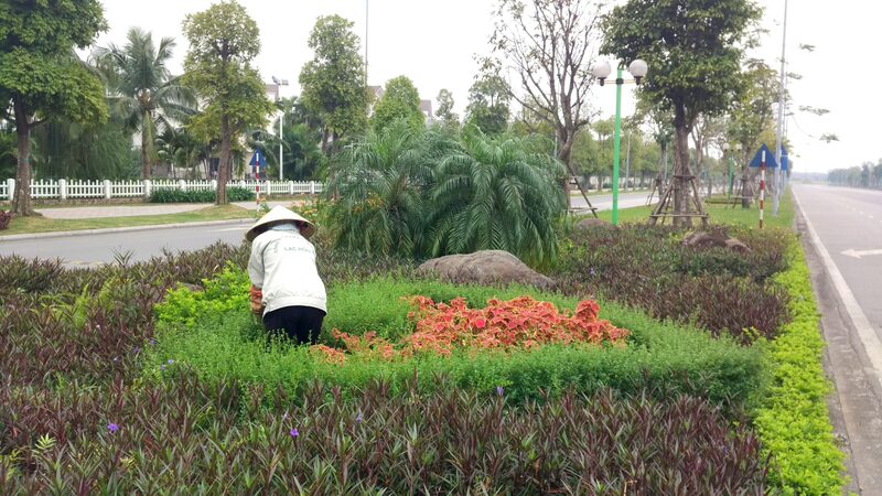 Dịch vụ chăm sóc và bảo dưỡng cây xanh