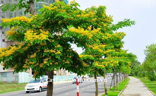Giáng hương