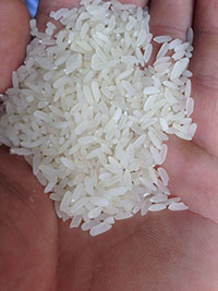 Gạo bắc hương