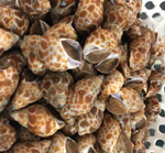 Ốc hương