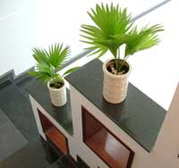 Cây cọ cảnh
