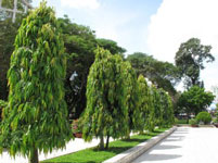 Cây hoàng nam